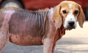 Dog Shampoo For Mange