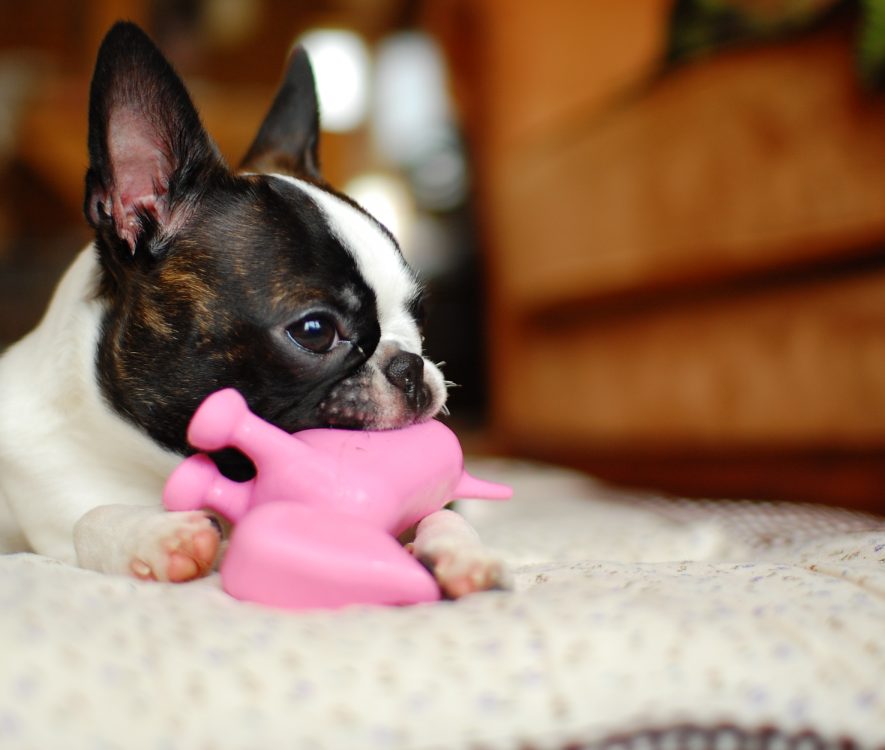 Dog Toys For Boston Terriers