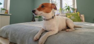 Best Brush Short Hair Dogs