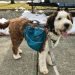 Best Dog Collar For Bernedoodles (1)