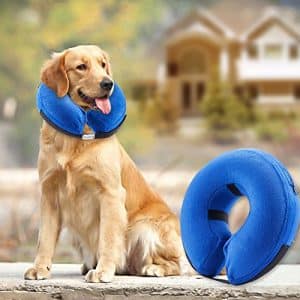 Best Dog Collar For Mastiffs