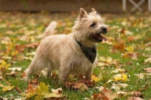 Best Dog Food For Cairn Terriers