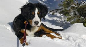 Best Dog Harness For Bernese Mountain Dog