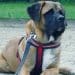 Best Dog Harness For Mastiffs