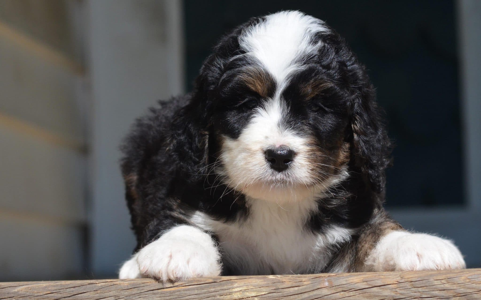 Best Dog Muzzle For Bernedoodles