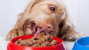 Best Wet Dog Foods For Weight Loss