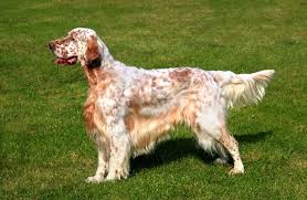 Dog Brush For English Setters