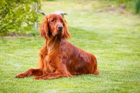 Dog Brush For Irish Setter