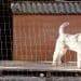 Dog Crate For Wire Fox Terrier