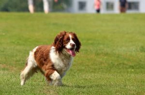 Dog Food For English Springer Spaniels