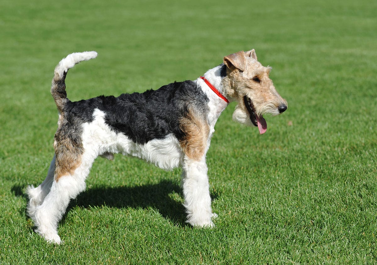 Dog Food For Wire Fox Terrier
