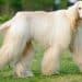 Dog Harness For Afghan Hound Dogs
