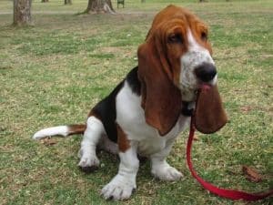 Dog Harness For Basset Hounds