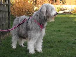 Dog Harness For Bearded Collies