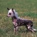 Dog Muzzle For Chinese Crested Dogs