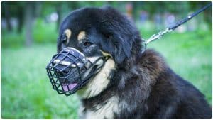 Dog Muzzle For Tibetan Mastiffs