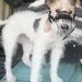 Dog Muzzle For Wire Fox Terrier