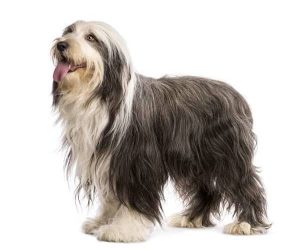 Dog Shampoo For Bearded Collies
