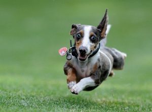 Dog Toys For Bull Terriers (reviews Updated 2020)