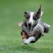 Dog Toys For Bull Terriers (reviews Updated 2020)