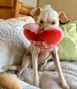 Dog Toys For Italian Greyhounds