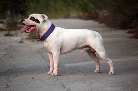 Dog Toys For Staffordshire Bull Terriers