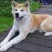 Puppy Food For Akitas