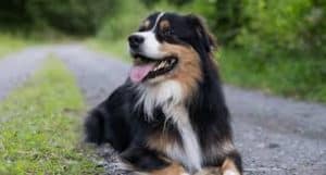 Puppy Food For Australian Shepherds (reviews Updated 2020)