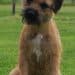 Puppy Food For Border Terriers