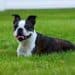 Puppy Food For Boston Terriers (reviews Updated 2020)