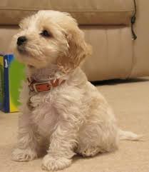 Puppy Food For Cockapoos