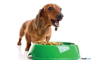 Puppy Food For Dachshunds