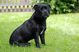 Puppy Food For Staffordshire Bull Terriers
