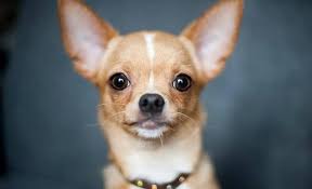 Puppy Food For Chihuahuas (reviews Updated 2020)