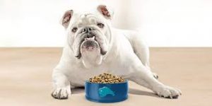 Wet Dog Food For Seniors