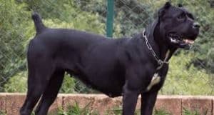 Puppy Food For Cane Corso
