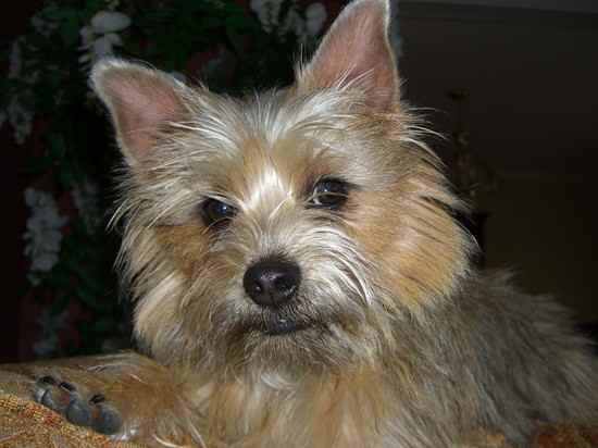 Affenwich Dog Breed Information – All You Need To Know