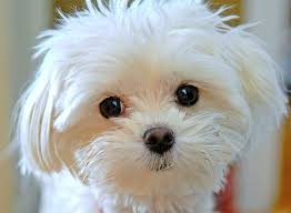Best Dog Harness For Maltese