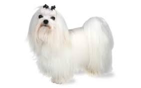 Best Dog Muzzle For Maltese
