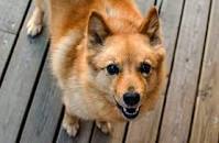 Best Dog Shampoo For Finnish Spitz