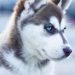 Best Puppy Food For Huskies
