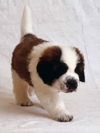 Dog Collar For Saint Bernards