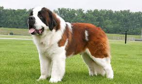 Dog Harness For Saint Bernards