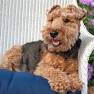 Dog Muzzle For Welsh Terriers