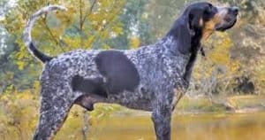 Dog Toys For Bluetick Coonhounds