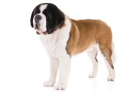 Puppy Food For Saint Bernards