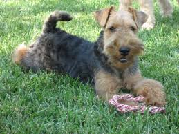 Puppy Food For Welsh Terriers