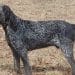 American Blue Gascon Hound Dog Breed Information – All You Need To Know