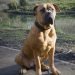 American Bull Dogue De Bordeaux Dog Breed Information – All You Need To Know