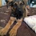 American Bulldog Shepherd Dog Breed Information – All You Need To Know